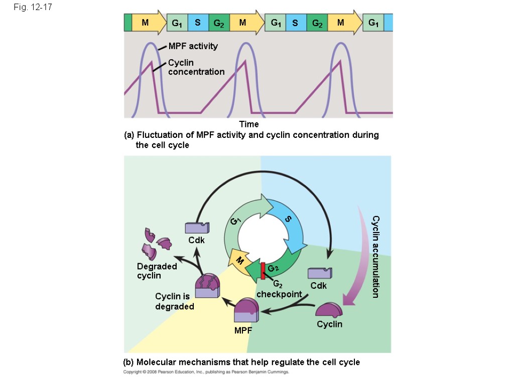 Fig. 12-17 M G1 S G2 M G1 S G2 M G1 MPF activity